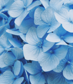 Ellyn Ruth Patte (Patte)