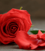 JONES; Winifred Rose Jones (Wright)